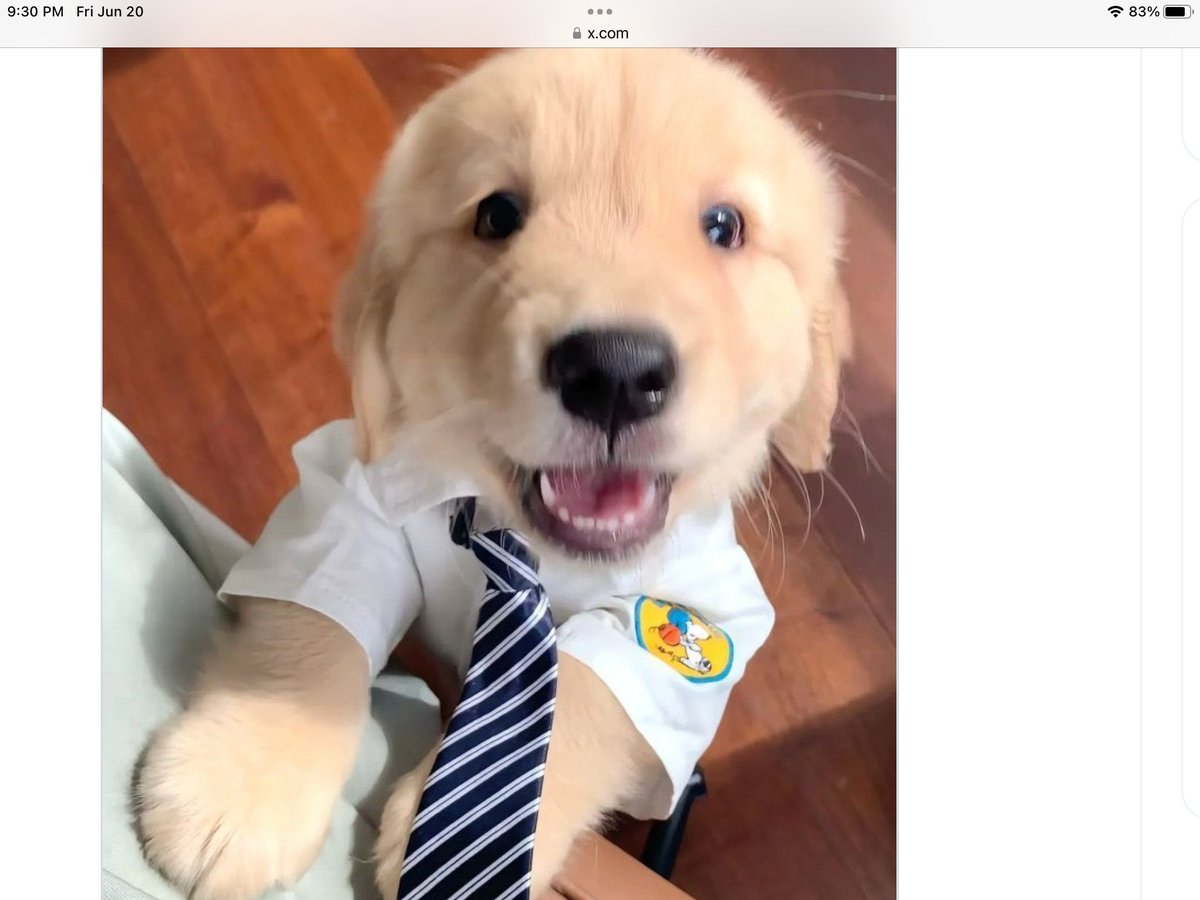 <a href="/PuppiesIover/">Puppies 🐶</a> Is this his brother! So cute!❤️❤️