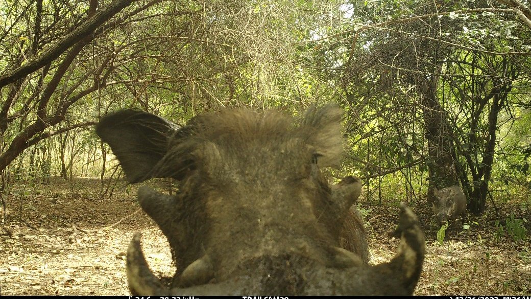 Camera Trap Picture of the Week

Talk about a close-up! 🐗 This curious warthog got way too interested in our camera trap—and we love it. 

Warthogs characteristically carry their tails upright when they run, the tuft waving like a tiny flag 🚩

#CameraTrapPicture #Conservation