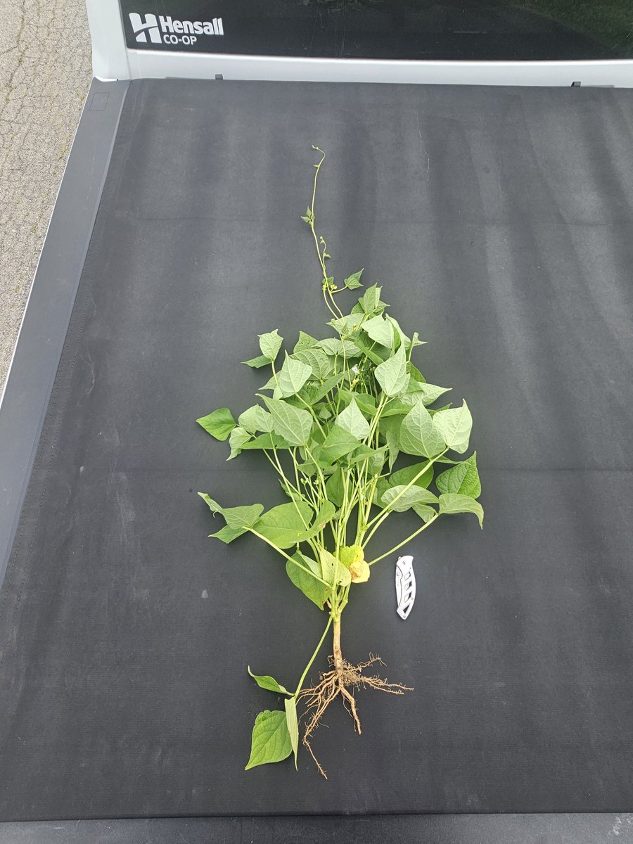 I'm really excited to see what this white bean demo plot does this fall! The new <a href="/HDCAgronomy/">Hensall Co-op Agronomy</a> white bean varieties are really looking good, especially Blast. It's really putting out the vines.