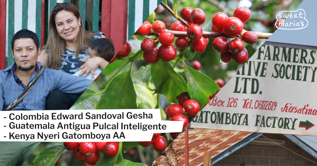 A fruited and aromatic Colombian Gesha, a sweet yet delicate Guatemalan coffee, and a bright, citrusy Kenya AA lot are today's latest additions! 🌱

Shop now: sweetmarias.com/catalogsearch/…