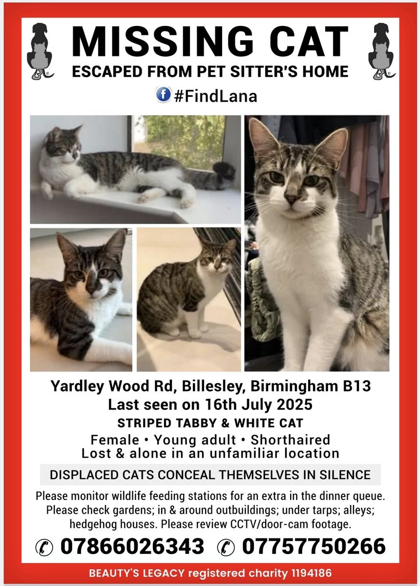 Beautys Legacy registered charity 1194186 (@beautys_legacy) on Twitter photo Urgent! Lana is a young adult tabby and white cat, lost from pet sitters property, #BIRMINGHAM B13, unfamiliar with the area. Family heartbroken.
Please share. Sightings needed.
#FindLana <a href="/birmingham_live/">Birmingham Live</a> <a href="/JaneFallon/">Jane Fallon</a> <a href="/CatsMissing/">MissingCatsUK</a> Urgent! Lana is a young adult tabby and white cat, lost from pet sitters property, #BIRMINGHAM B13, unfamiliar with the area. Family heartbroken.
Please share. Sightings needed.
#FindLana <a href="/birmingham_live/">Birmingham Live</a> <a href="/JaneFallon/">Jane Fallon</a> <a href="/CatsMissing/">MissingCatsUK</a>