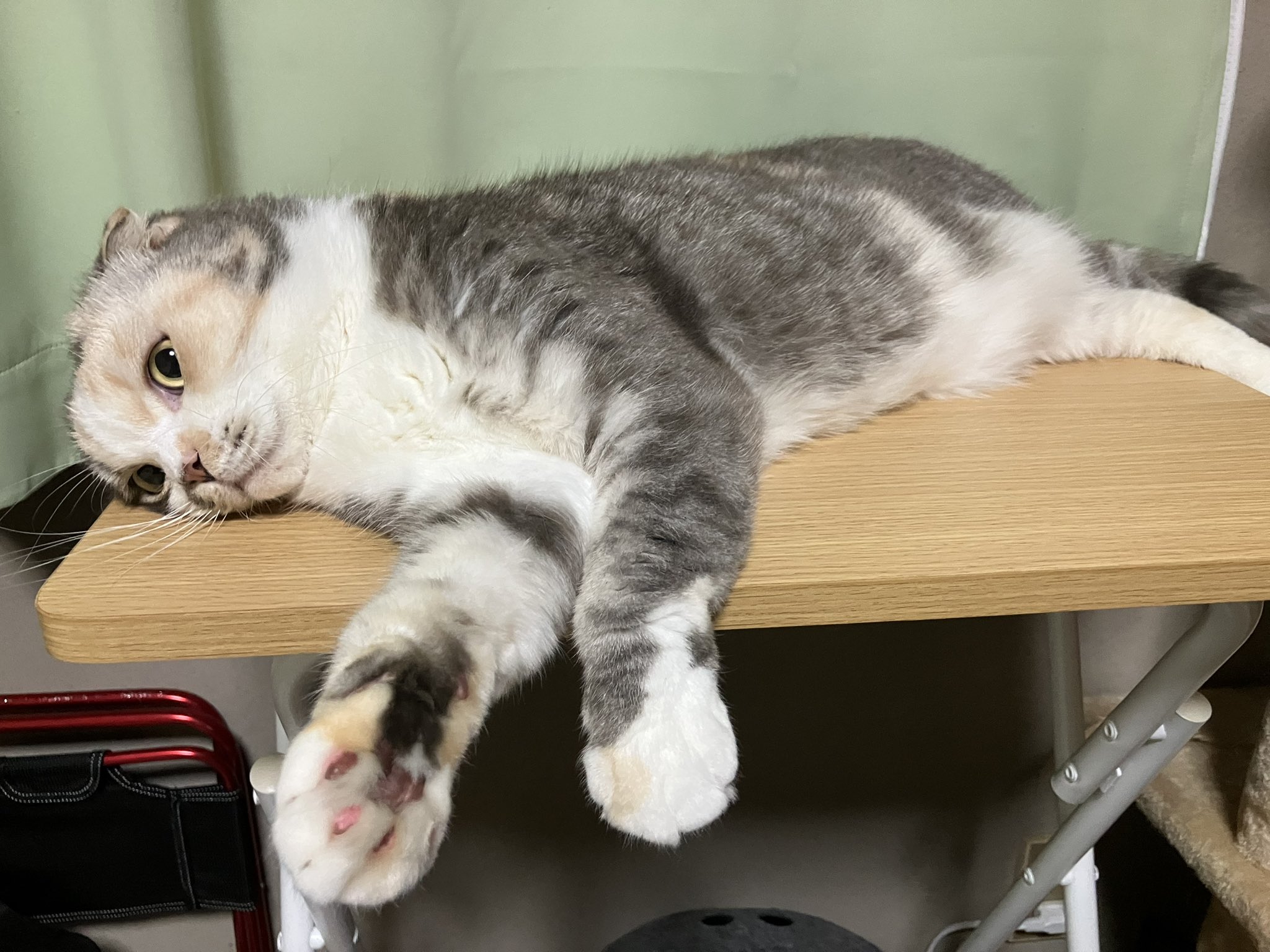 ねこ ひろ🍵🍉(SDK)😸🐈 on X: 