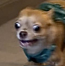 Through A Glass, Darkly (@sassenach3286) on Twitter photo <a href="/dog_rates/">WeRateDogs</a> Tapioca runninโ like heโs just seen the โHot Nowโ sign light up at the Krispy Kreme.
Same energy, little dude. <a href="/dog_rates/">WeRateDogs</a> Tapioca runninโ like heโs just seen the โHot Nowโ sign light up at the Krispy Kreme.
Same energy, little dude.