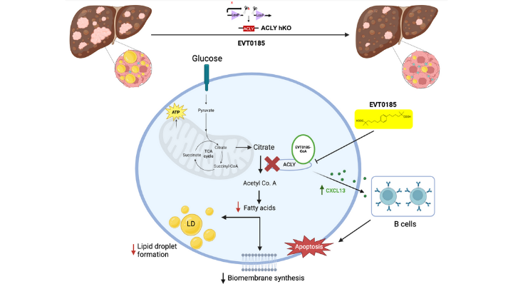 Liver cancer rates are📈in Canada, driven by #fattyliverdisease 🔗to #obesity &amp; #diabetes. Current treatments are limited. Researchers <a href="/MacMODR/">@MacMODR</a> &amp; #EspervitaTherapeutics developed a drug that blocks fat production in tumors, helping #Bcells attack cancer.
