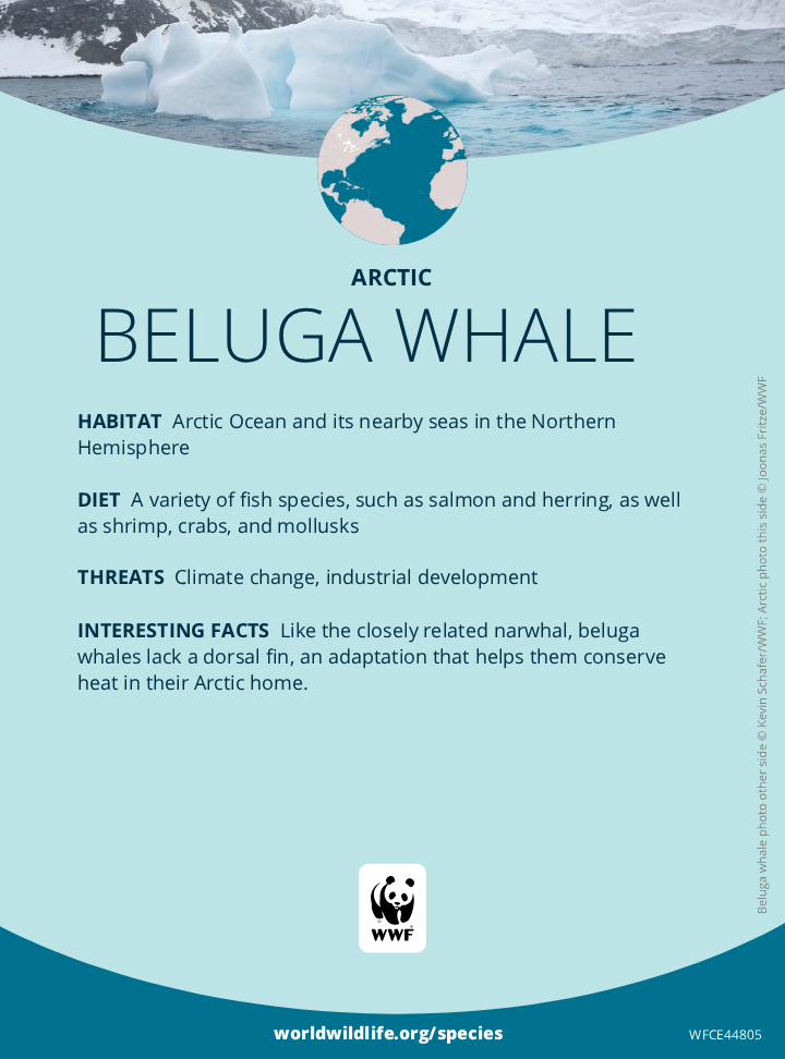 1st Birthday Gift for Milk
Adopt donation to WWF ~ Beluga Whale
Just to celebrate Khun Wan (Whale) character in Whale Store Xoxo! Great success in show! Khun Wan is so lovely like our dearest Milk Pansa.

HAPPY BIRTHDAY MILK!

PANSA IS OUR HAPPINESS
#MILKPANSABDAY #MilkPansa