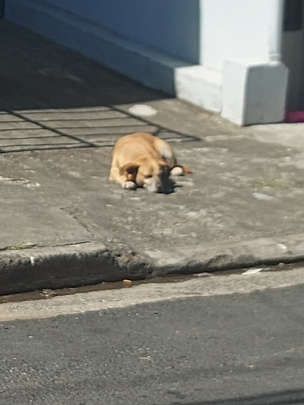 Ellos no cuentan con nadie que pueda darle un poco de alimento o agua. Si puedes ayúdale, pero sobre todo te pedimos por favor no agregues el maltrato a su drama diario