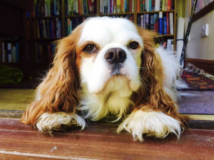 This is Mikey. Sometimes I would say that he was more of an ambulatory pillow than a dog. He was not accomplished at any dog things. He had basically one interest in life on which he was relentlessly, intrusively focused all his affection: me. He died of a heart attack today.