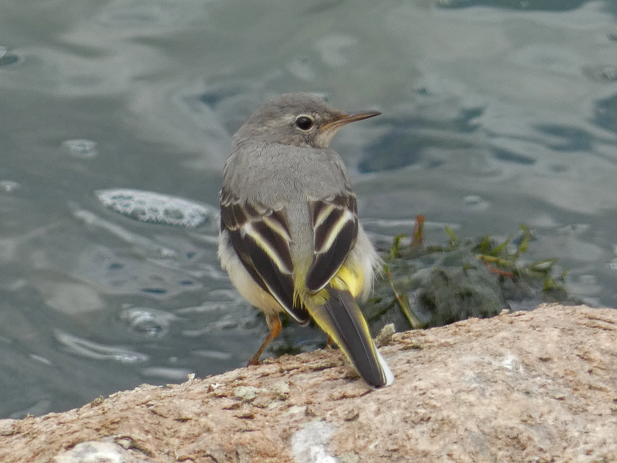 Bob Hazell (@bobhazell) on Twitter photo Minimal change <a href="/STWDraycote/">Draycote Water</a>: Ferruginous Duck, Yellow-legged Gull, 2 Yellow and 2 Grey Wagtail, Common Tern, 5 Goosander, 6+ Common Sandpiper, Kingfisher, at least 56 Little Egret and many dozen Swift through early. <a href="/Draycotebirding/">Draycotebirding</a> Minimal change <a href="/STWDraycote/">Draycote Water</a>: Ferruginous Duck, Yellow-legged Gull, 2 Yellow and 2 Grey Wagtail, Common Tern, 5 Goosander, 6+ Common Sandpiper, Kingfisher, at least 56 Little Egret and many dozen Swift through early. <a href="/Draycotebirding/">Draycotebirding</a>