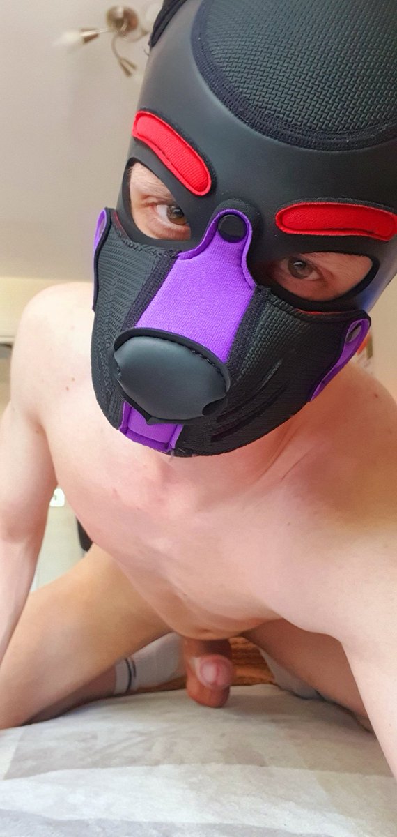 pov: this playful dog thing keeps jumping on you (he wants something)