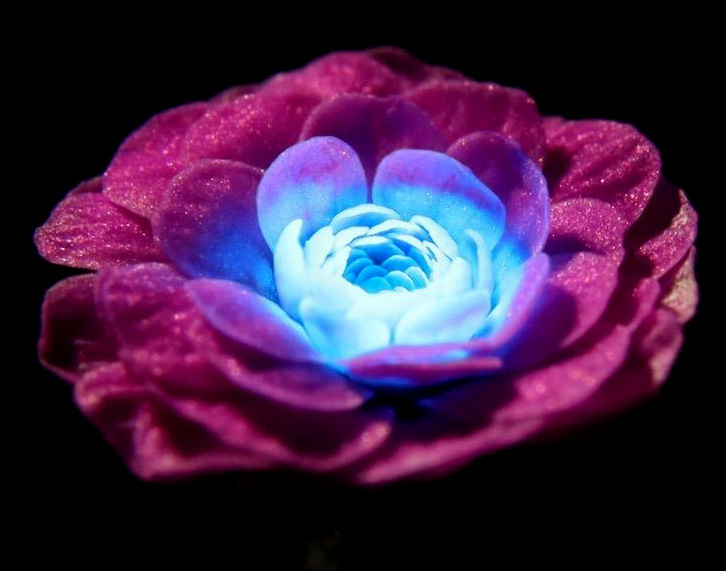 One of my Arabidopsis Micro-Rose varieties has an exposed meristem, making it great for directly imaging petal organogenesis.

When you put them under the fluorescence microscope they look so Sci-Fi and cute.