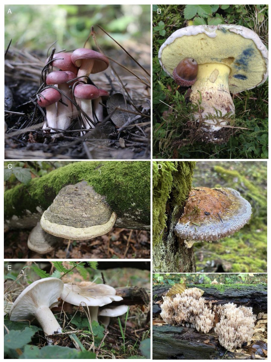 Un article de synthèse (en français !!!) sur les communautés fongiques des sols forestiers face aux changements climatiques publié dans les Comptes Rendus Biologie de l'Académie des Sciences :
comptes-rendus.academie-sciences.fr/biologies/arti…