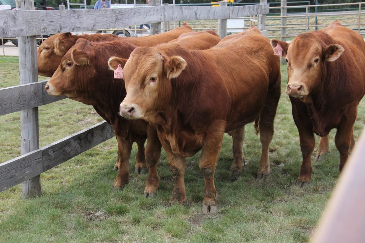 Klassen: Lower U.S. calf crop supports Canadian feeder cattle market. vist.ly/3zpk2