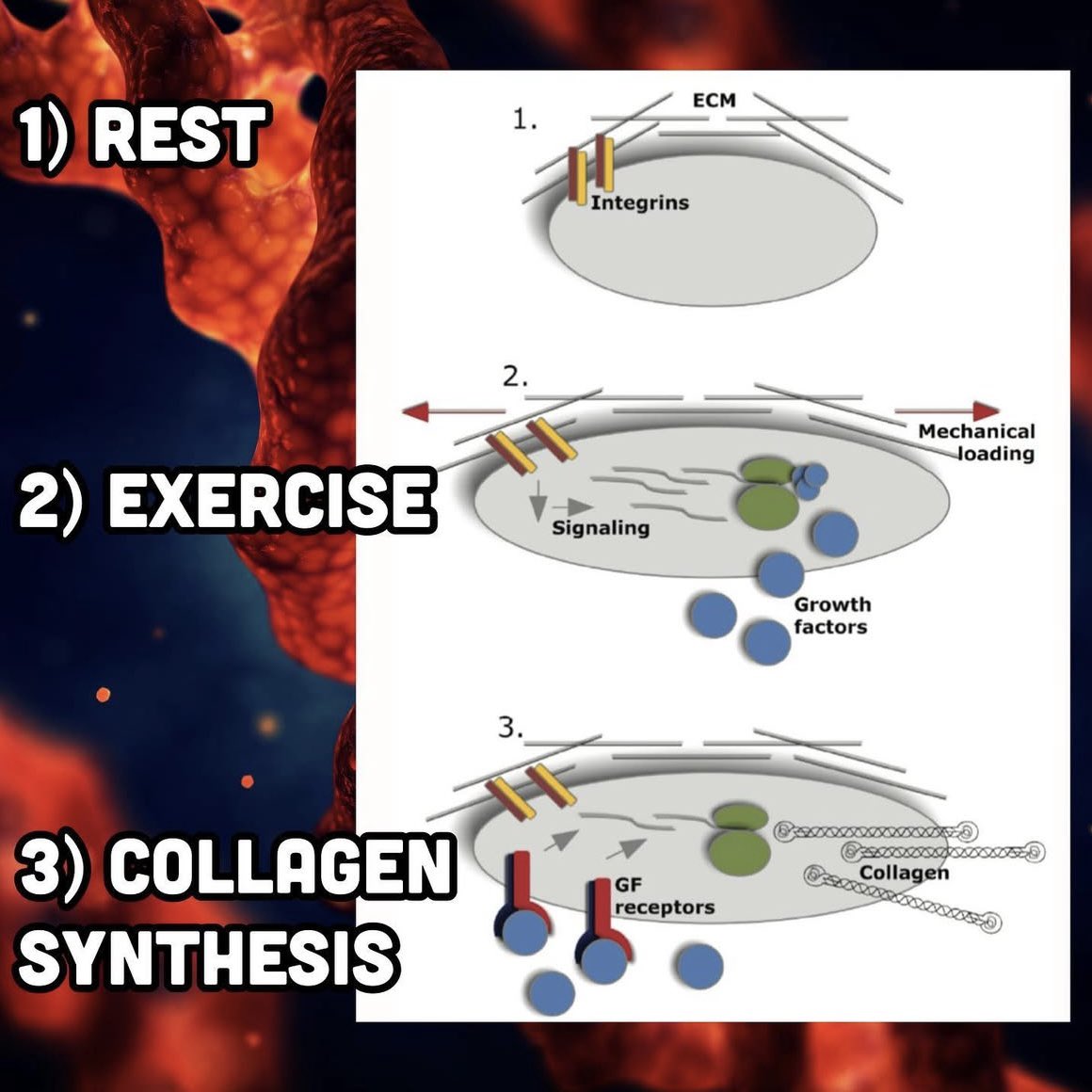 Exercise to synthesize collagen.

pubmed.ncbi.nlm.nih.gov/21625048/