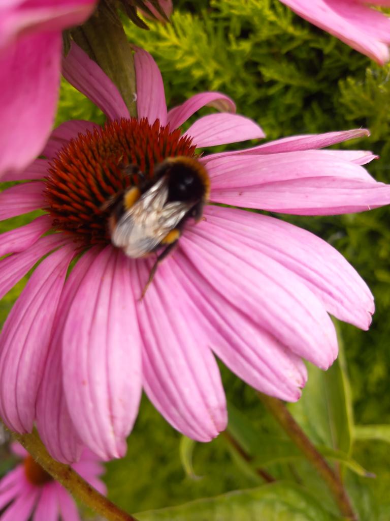 Delighted to see happy bees in our own garden this afternoon. 🐝😃