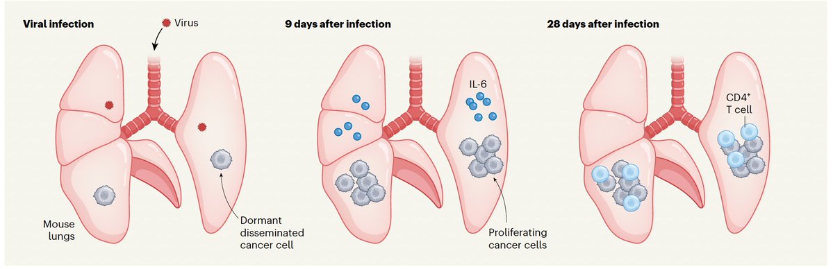 We've known that Covid increases the risk in survivors of cancer, but today <a href="/Nature/">nature</a> a mechanism of  reactivation of cancer cells elucidated in the experimental model
nature.com/articles/s4158…
nature.com/articles/d4158…