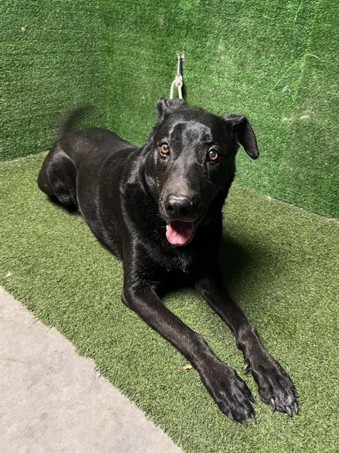 #A4968701
Neutered male, black Labrador Retriever
9 years old.
PetHarbor.com/pet.asp?uaid=L…