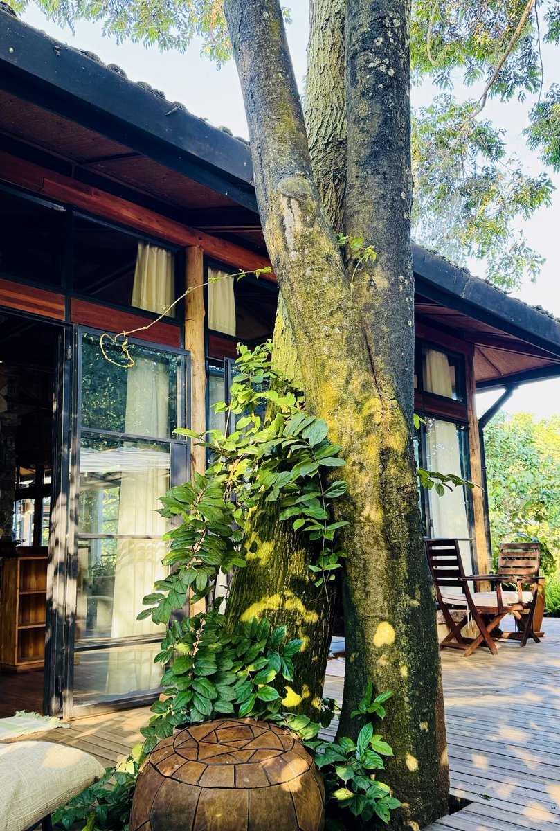 EbbForestLodge's tweet image. In embracing nature's path, we find harmony in stepping back and allowing it to flourish. This serene view reminds us of our responsibility to coexist respectfully, giving space for life's wild beauty to thrive alongside us. 🌿🏡
#onewithnature