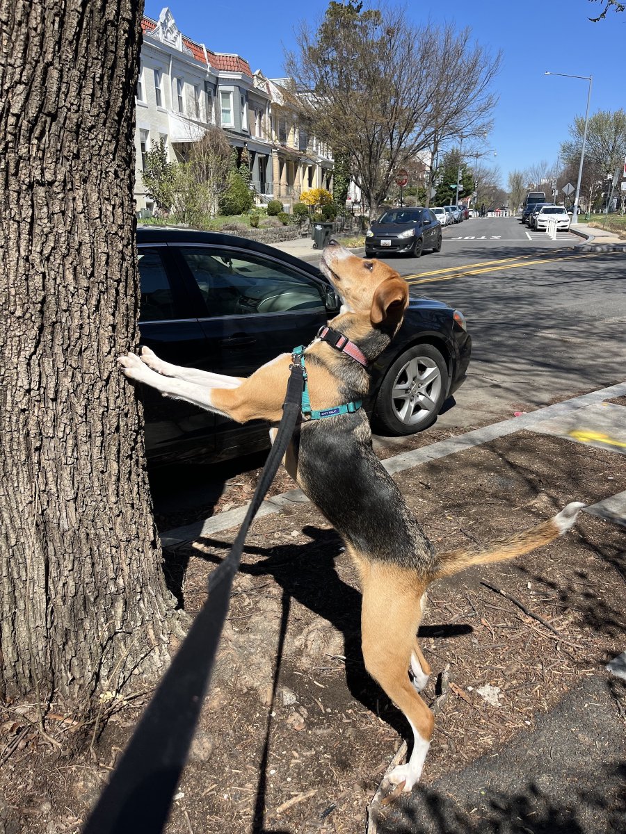 DogsOfKFF tweet media