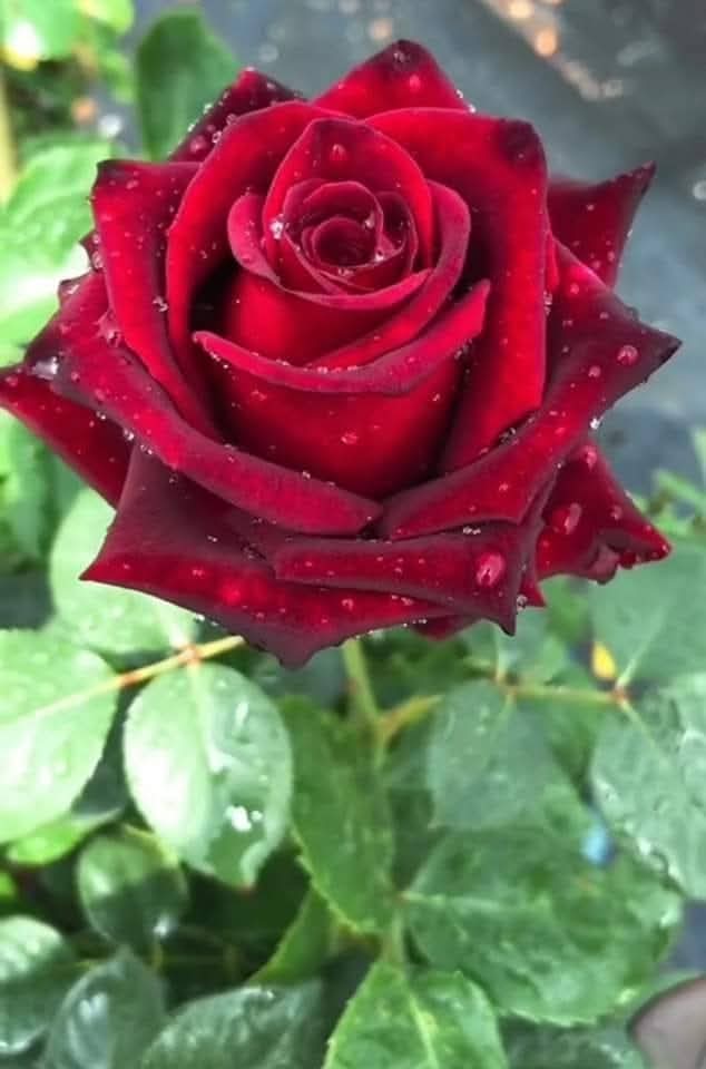 لم اجد ما ابوح به هذا المساء...غير اني افيض اشتياقا اليكم ف مسائي انتم ❤️