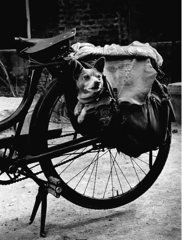 📸 Christer Strömholm. 
Le chien dans la sacoche du Solex 
1958. Paris dog