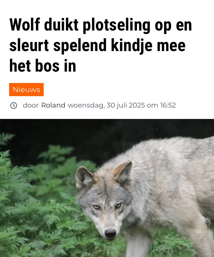 Het gaat fout met de wolf in ons land.., wolven afschieten is de enige oplossing. Er is geen ruimte voor dit soort dieren in ons gecultiveerd landschap. 
Misschien kinderen ook een wolfwerend tuigje aandoen.
