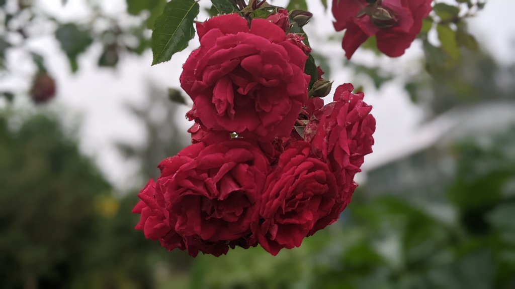 Верджи 🍁 el exterminador de demonios era (@chempastor) on Twitter photo 