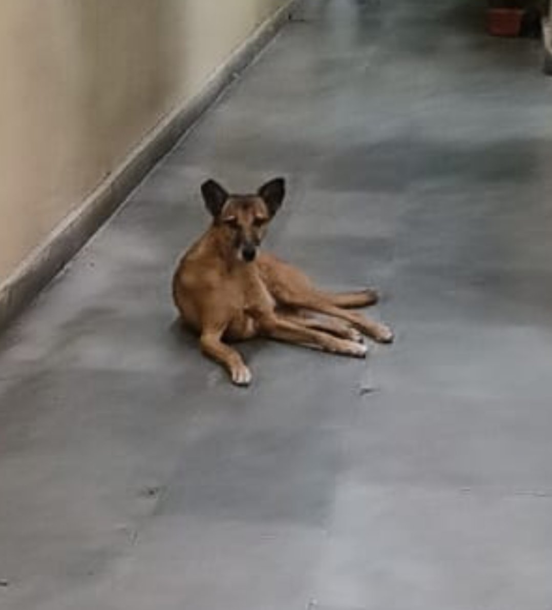 We thought we adopted a stay dog, turns out she has adopted us.😁
 And to show that she understands her duties she sits outside the house every evening n barks at anyone who so much as looks at our door. 
Dogs are so loyal! 😍
Also we can no longer order anything after 7pm 😔