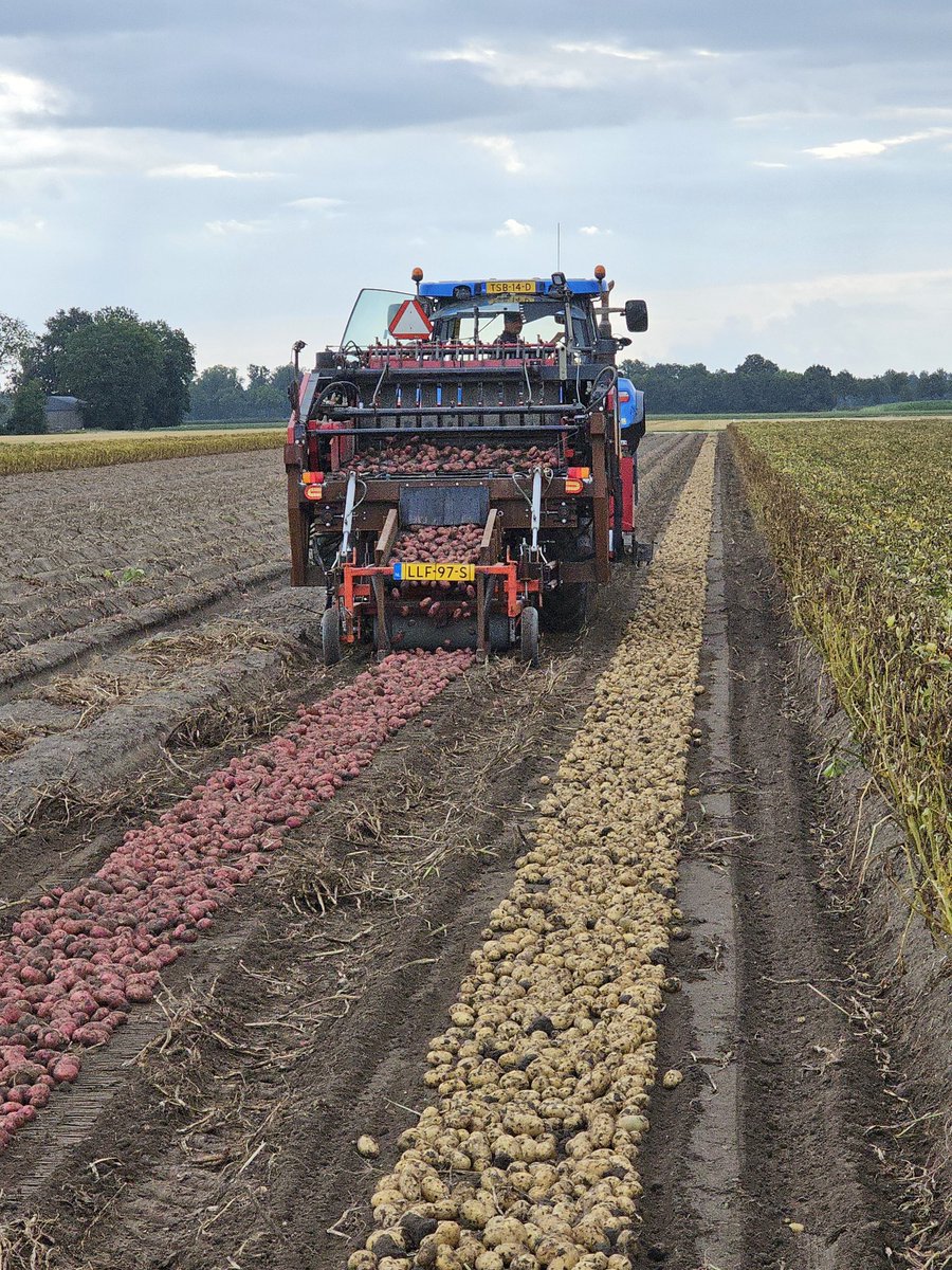 Vandaag een halve hectare jonge rassen gerooid. Ging prachtig, 's morgens in het zwad, flinke wind erover,' s middags laden. Pracht gezicht rode en gele naast elkaar in het zwad.
