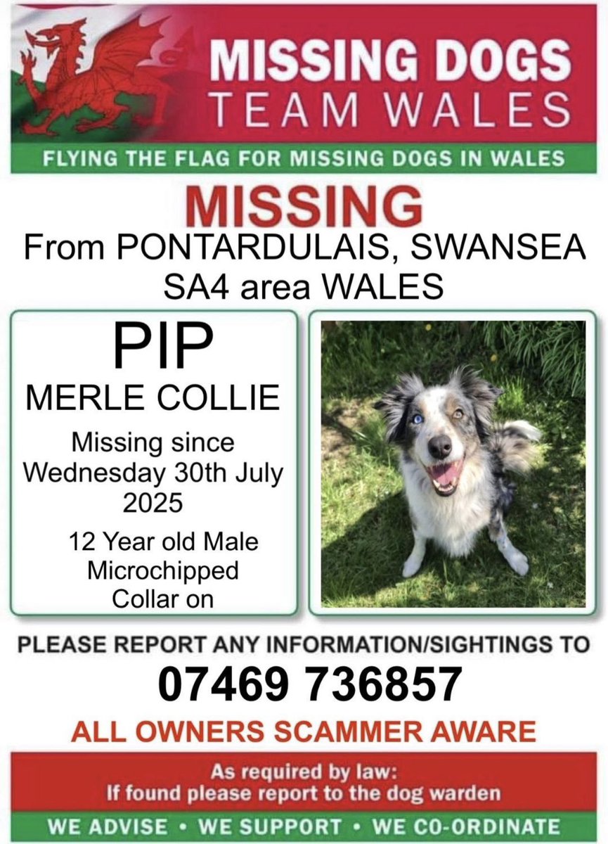missingdogwales's tweet image. ‼️12 YEAR OLD #PIP A MALE #MERLE #BORDERCOLLIE IS #MISSING ‼️
FROM #PONTARDULAIS AREA #SWANSEA SA4. Near the Fountain Inn
SINCE WEDNESDAY 30TH JULY .
🔻
PIP IS 💥MICROCHIPPED 💥SO IF SEEN PLEASE CALL THE NUMBER ON THIS POSTER ⬇️