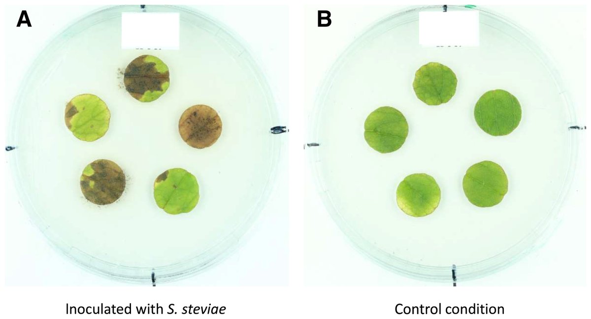 Stevia rebaudiana is prone to several pathogens. Z. Le Bihan et al. developed a leaf-disk inoculation method, offering new avenues for breeding strategies to develop tolerant or resistant S. rebaudiana cultivars. doi.org/10.1094/PHP-04…