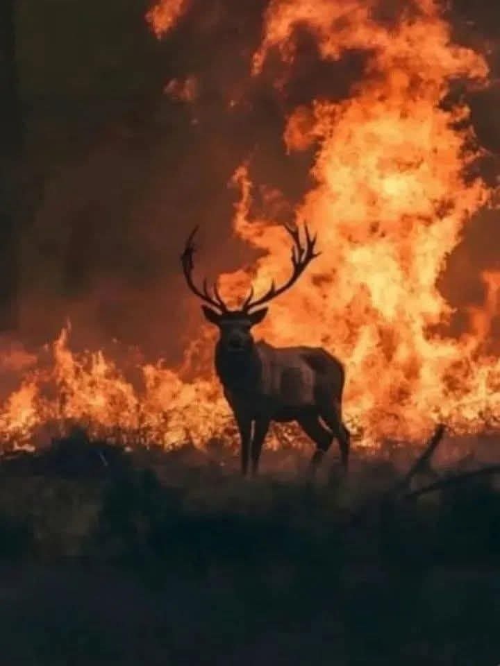 VATAN YAKILIYOR!

Ateşin İçinden yaşlı gözlerle bize bakıyor Ala geyik.

"insanoğlu!
senden daha vahşi bir yaratık var mı dünya da,  senden daha açgözlü, doyumsuz başka bir yaratılan varmıdır"diye soruyor