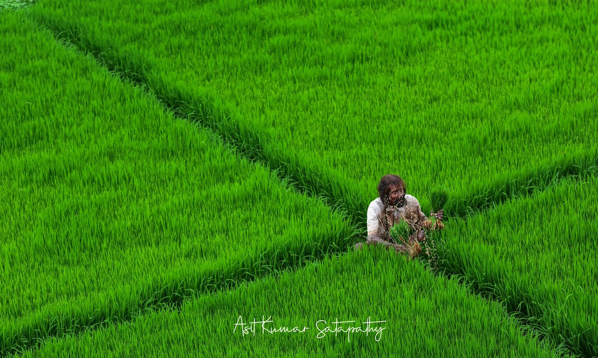 Asitkumar_AK's tweet photo. "Paddy field beauty"🌾 Who needs filters when you've got this natural beauty? #PaddyFieldGoals #FarmLifeFinesse #PaddyFields #GreenLandscape #NaturePhotography #RuralLife  #Agriculture #fieldsofgreen #photojournalist #photojournalism #photojournalistslife #photooftheday https://t.co/Wk7H2X4OTr