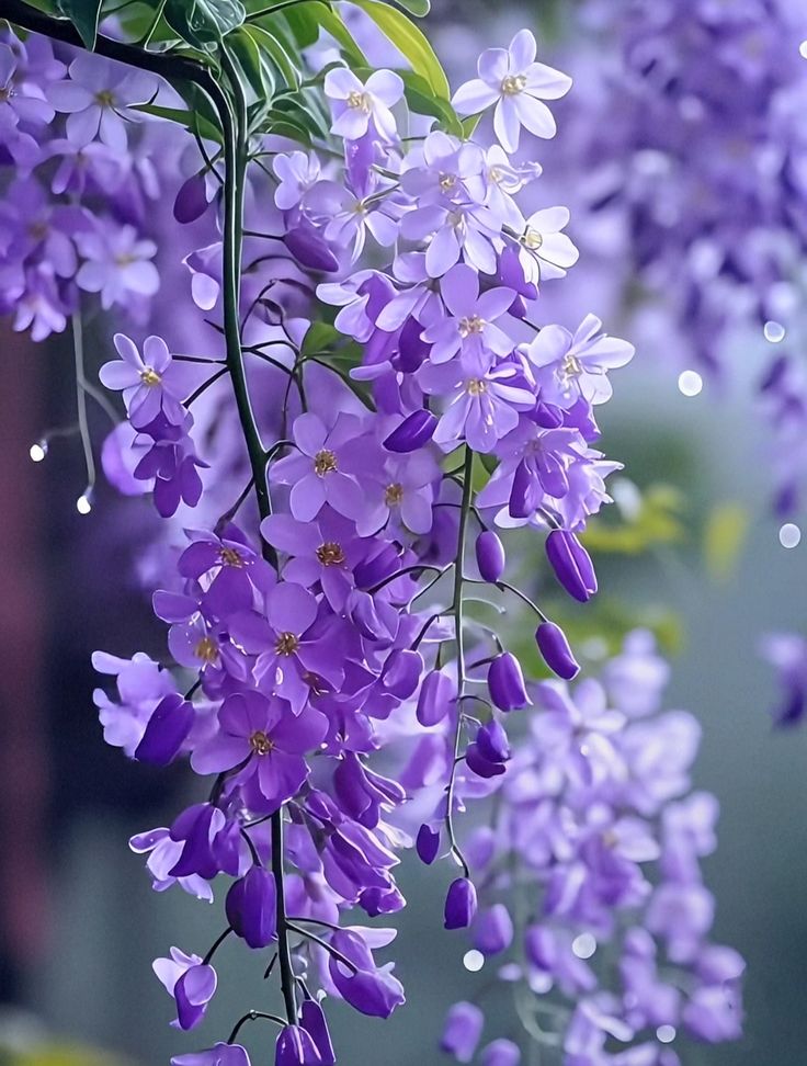 Flowers Life (@flowerslife54) on Twitter photo 