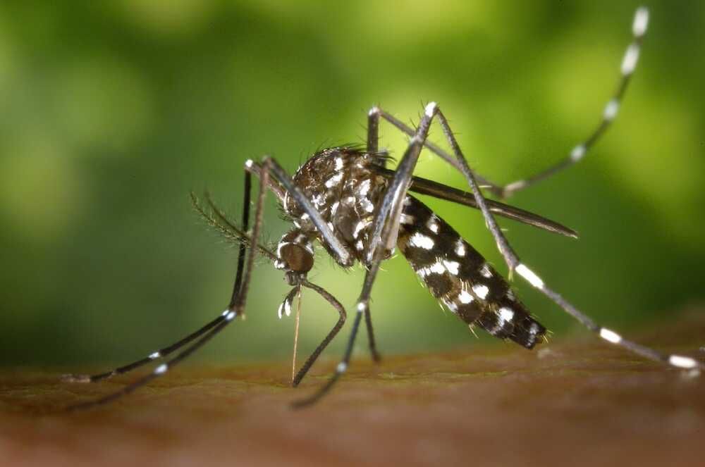 “West Nile”, nessun caso ufficiale a Cerveteri: Sindaco in contatto con Asl Roma 4, Comune pronto in ogni caso ad azioni preventive terzobinario.it/west-nile-ness…