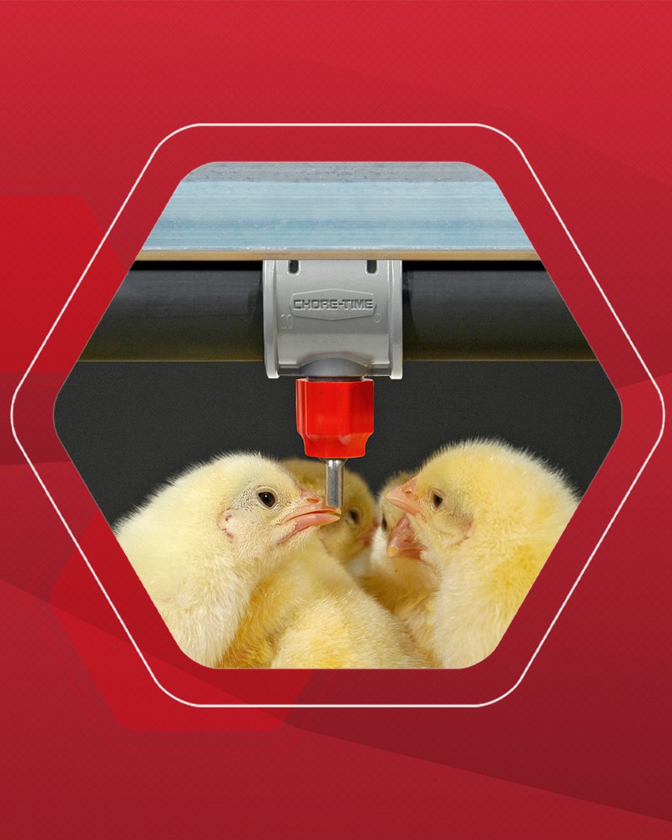 💧 Reliable performance starts with RELIA-FLOW®️ Nipple Drinkers!

Built tough with precision-machined stainless steel, RELIA-FLOW®️ Drinkers deliver consistent water flow and long-lasting durability for your broilers.

👉 Learn more about RELIA-FLOW®️ Nipple Drinkers today!