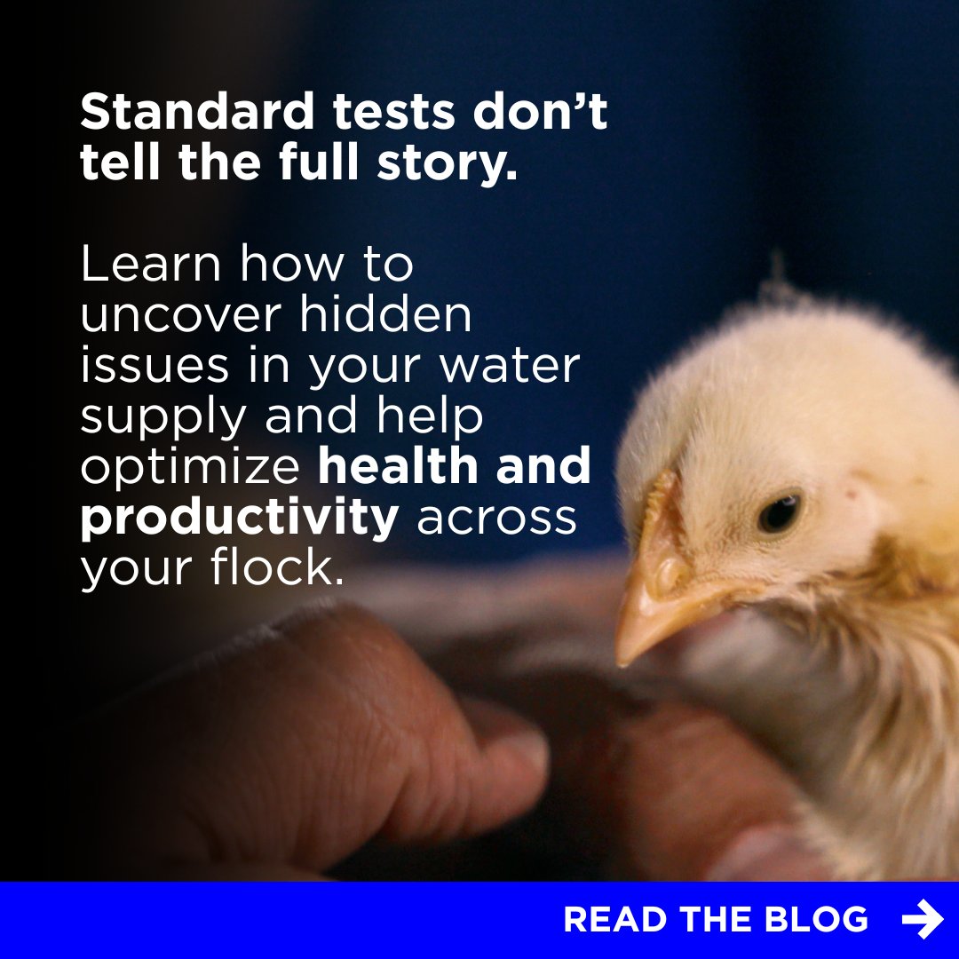 Water is a pivotal element in poultry performance — even when it seems to meet acceptable quality standards.​ Explore why hidden water issues matter and how the ZINPRO® H2O Water Analysis Program™ helps producers improve flock health.​ zinp.ro/4lQcCaC