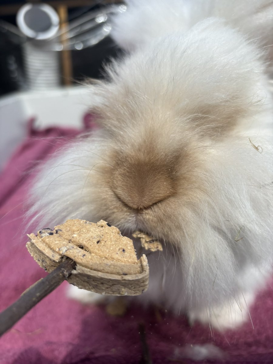 Oh Bruce takes the biscuit