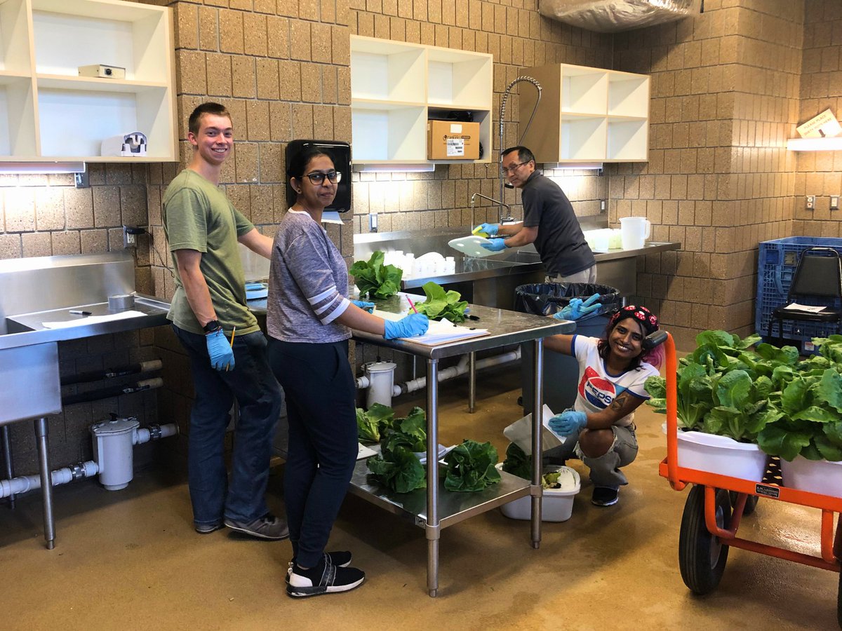 ndsucafsnr's tweet image. Ben Bloom, a student majoring in Agricultural and Biosystems Engineering at NDSU, is gaining hands-on experience assisting with a hydroponics research project this summer.

His role includes helping set up and monitor the progress of an experiment focused on growing lettuce…