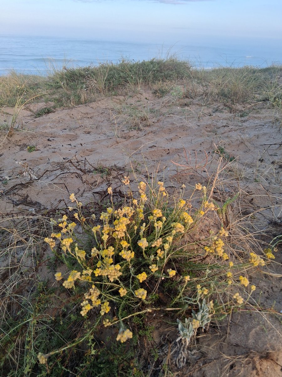 Les immortelles aux fleurs jaunes parfument les dunes de Sauveterre #sablesdolonne
