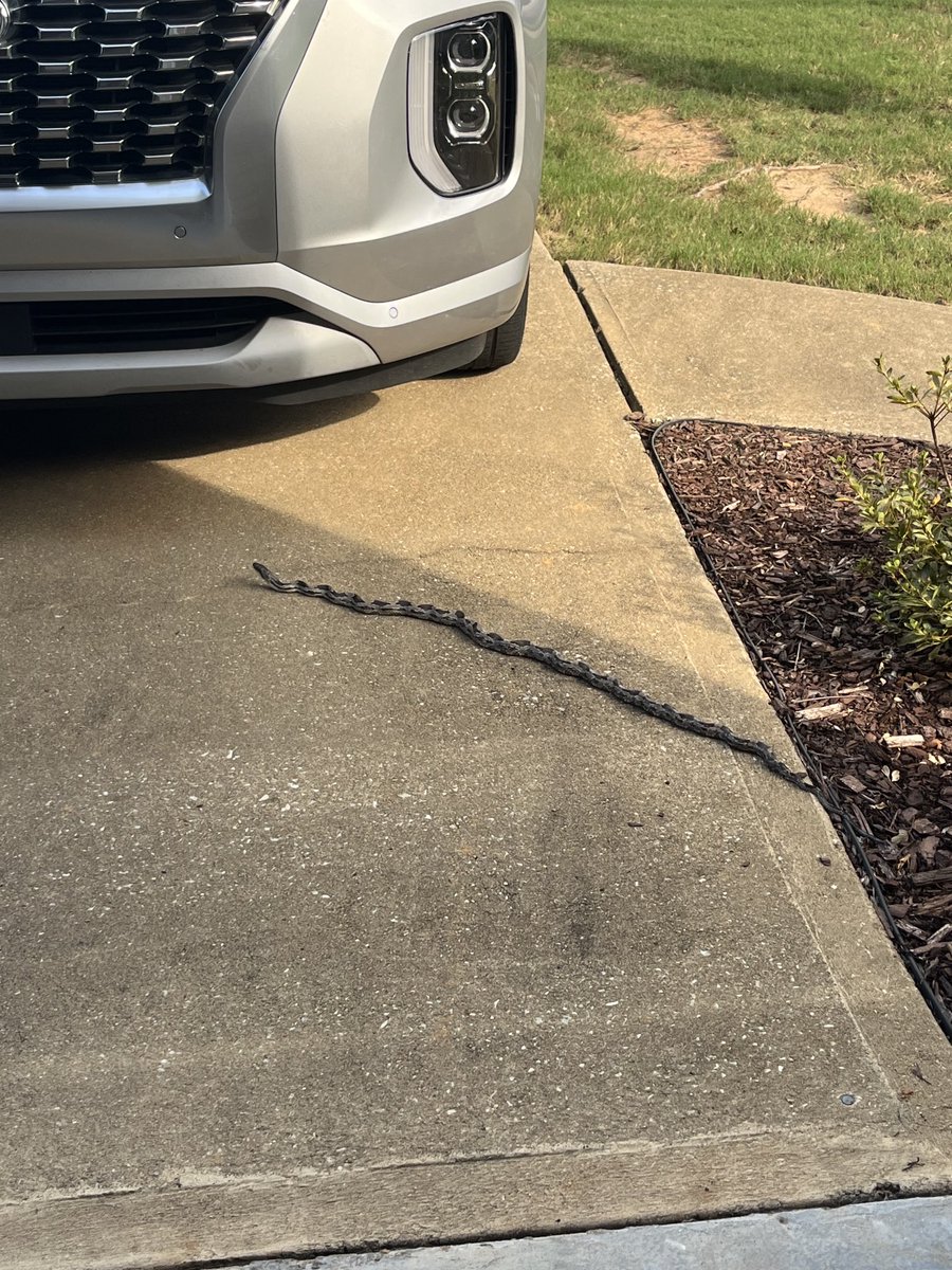 ⁦<a href="/grok/">Grok</a>⁩ what kind of snake is this?