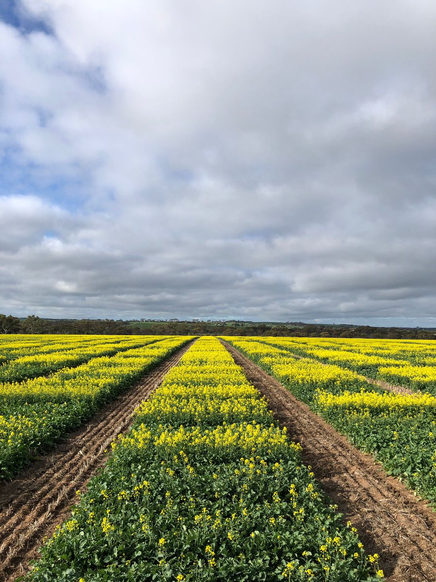 York WA <a href="/PacificSeeds/">Pacific Seeds</a> GIGA Canola Breeding &amp; Technical development trials evaluating 5000 plots for multiple traits looking exceptional for high quality data in 2025. Well done <a href="/Living_Farm/">Living Farm</a> <a href="/AgingAgro/">Andrew Heinrich</a> <a href="/Ella201093/">Ella McDonald</a> <a href="/FotiouMila/">Mila Fotiou</a> <a href="/hurgl1/">Tim Wilmshurst</a> <a href="/schilgee/">iKarl iSchilg</a> <a href="/danrollsroyce/">Dan Rolls</a> <a href="/BelindaFarmWkly/">BelindaMorrissy</a>