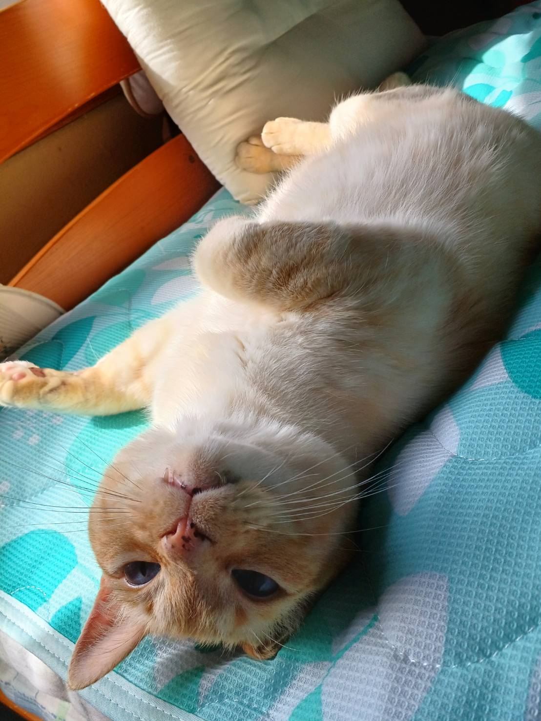 Posts with replies by 老(=^・・^=)と婆ぁの生活