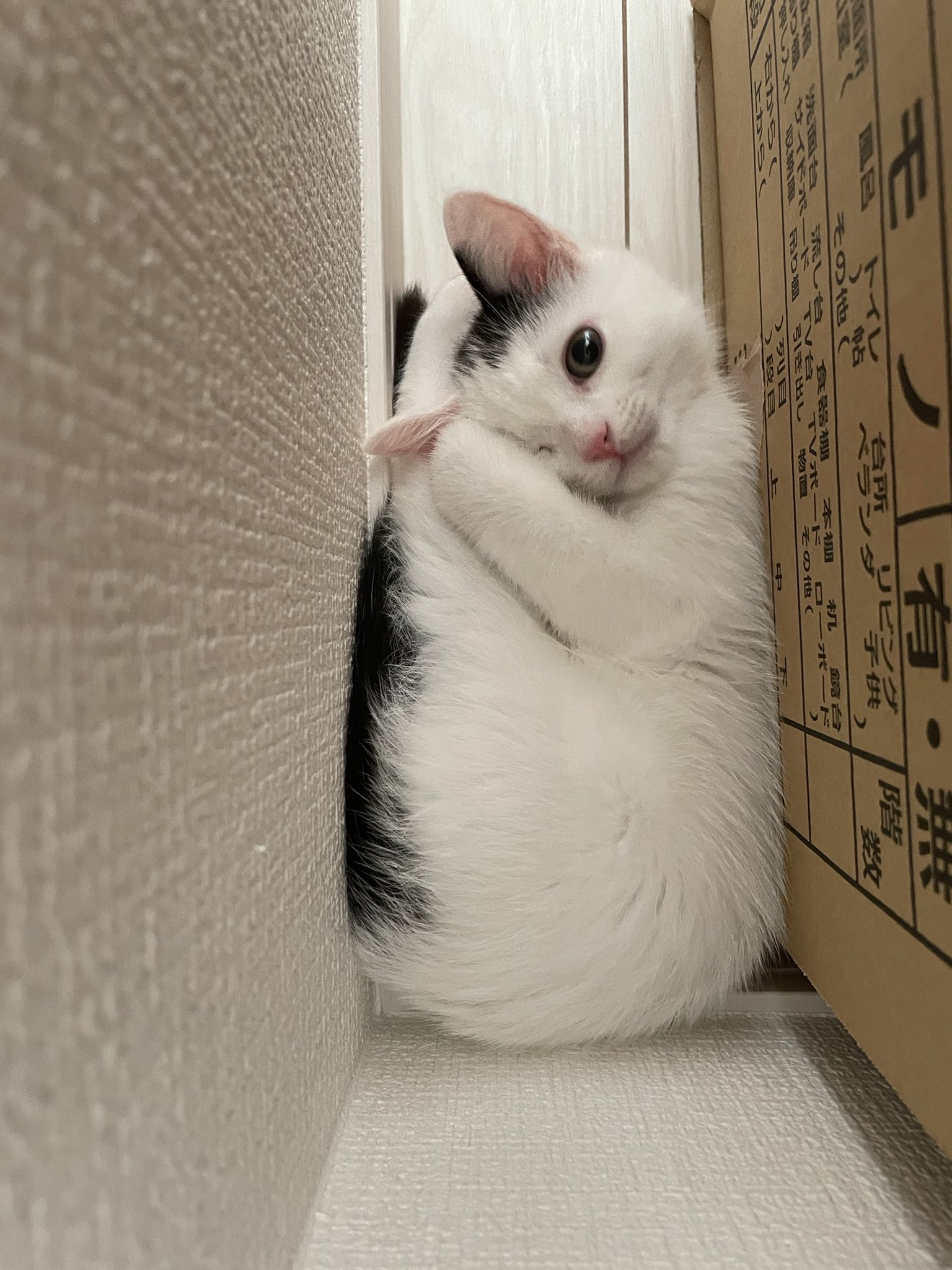 猫太ねこ on X: 