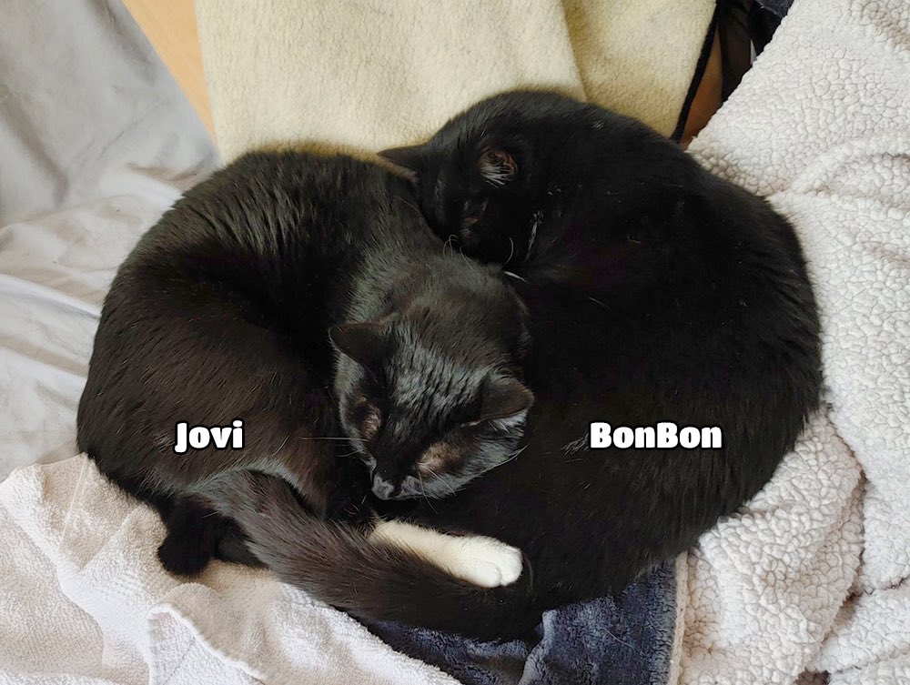 Julie ๐ (@jlherms) on Twitter photo <a href="/SoxandD/">Sox, Daisy ๐ Luna and Teddy๐</a> Luna!, happy birthday from Bonbon & Jovi! We celebrate your big day.. Niptinis & Snackies ! ๐ธ๐ธ๐ธ๐ธ <a href="/SoxandD/">Sox, Daisy ๐ Luna and Teddy๐</a> Luna!, happy birthday from Bonbon & Jovi! We celebrate your big day.. Niptinis & Snackies ! ๐ธ๐ธ๐ธ๐ธ
