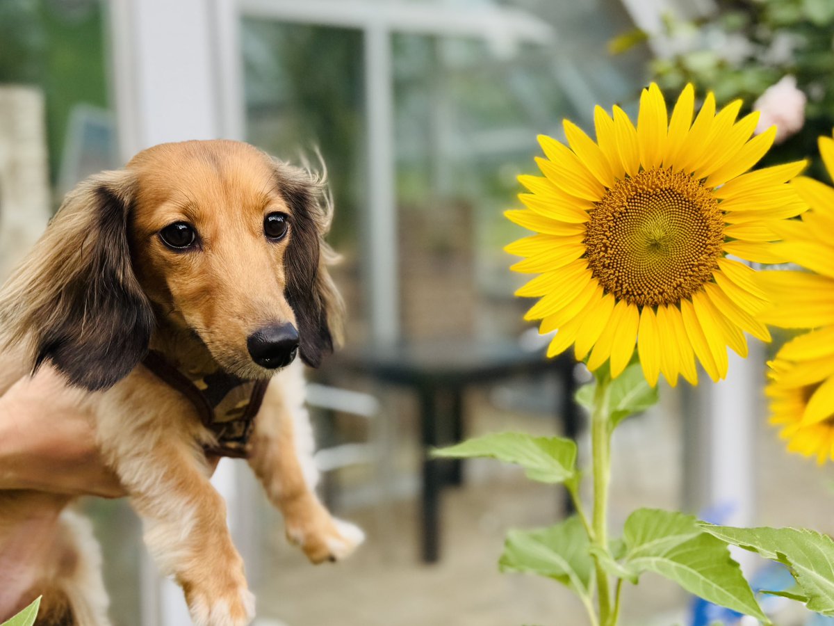 7月終わりのヒマワリと犬