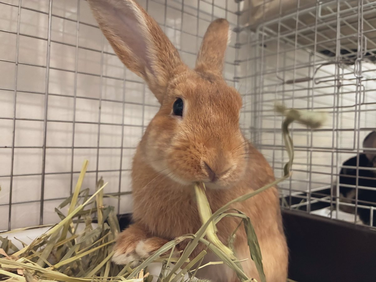 🐰てんこ盛りチモシーをしっかり食べる
それが良い⚫︎の秘訣さっ...✨

#fortheRABBIT  #里親募集中
#保護うさぎ #梅っこ