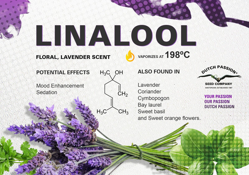 onesniffatatime's tweet image. New EU limits on #linalool in 2025 could reshape #rose and #lavender fragrances. Brands are reformulating—expect some classics to smell a bit different soon. #FragranceLaw #DutchPassion