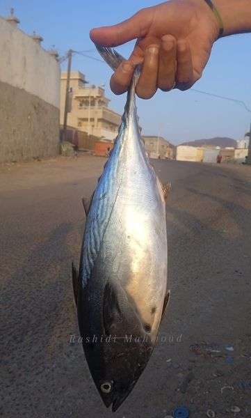 اما بالنسبة لجهم . بعد ماحصل للمتحوث الزايدي .
حرام انه هذا الحوت الزينوب لو صلحوه لهم شيخ ان ابرك لهم من الزايدي 
حوت زينوب من حق الخيسه. اصل وفصل..

وصلوا المقترح للرفيق ناصر الضبياني.

.