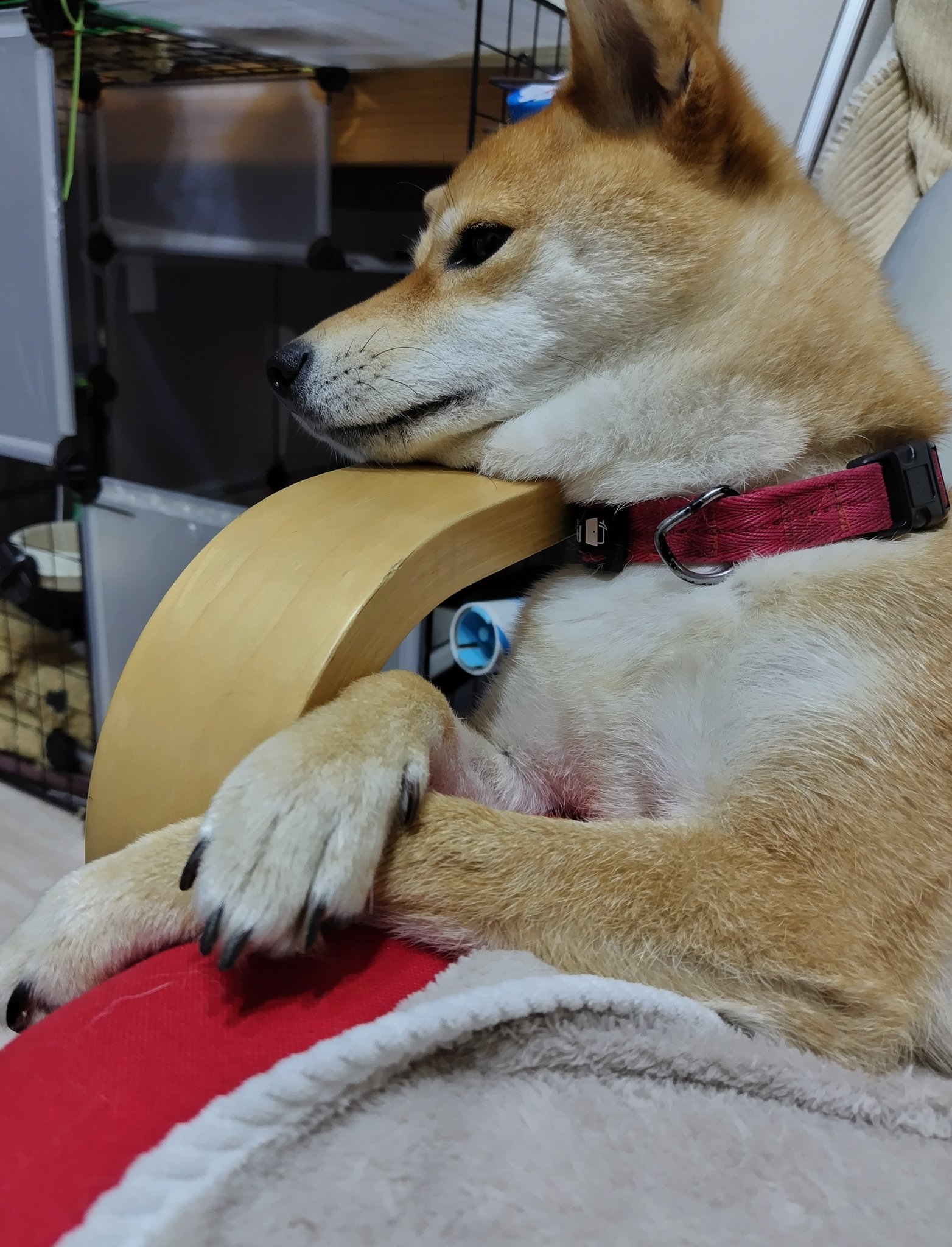 キツネ顔の柴犬さくら on X: 