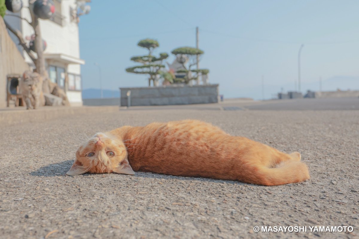 つちのこ。